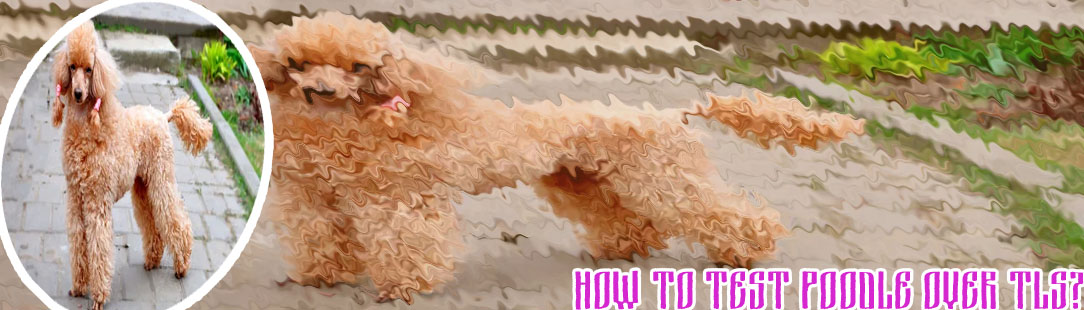 Poodle crypto